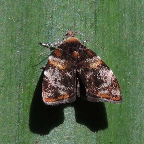 Tortricidae from Kakamega Forest, Kenya, East Africa. Photo © by Michael Plagens