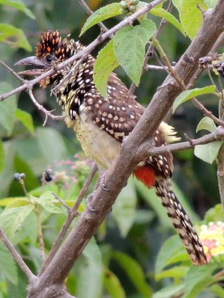 D'Arnaud's Barbet, Trachyphonus darnaudii, photo © by Michael Plagens