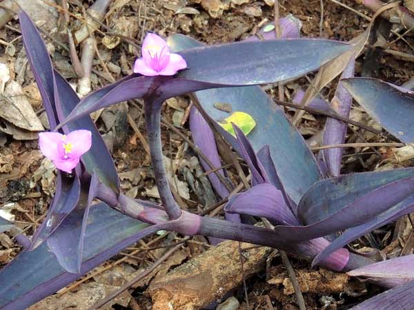 Commelina from Rift Valley, Kenya, photo © by Michael Plagens