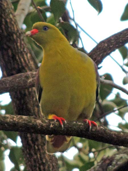 African Green Pigeon, Treron calva, photo © by Michael Plagens.