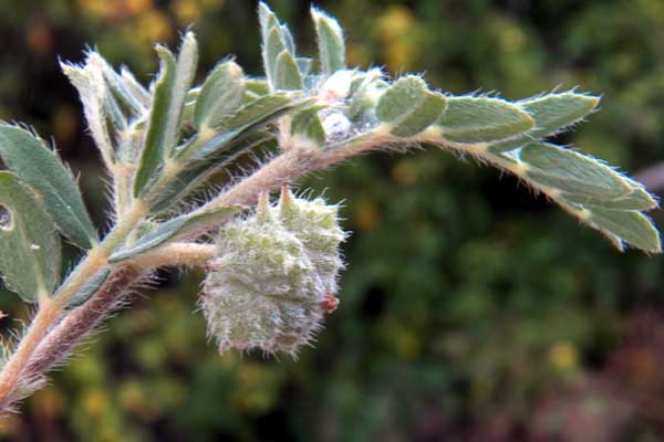 Puncture Vine, Tribulus terrestris, in Kenya, photo © by Michael Plagens