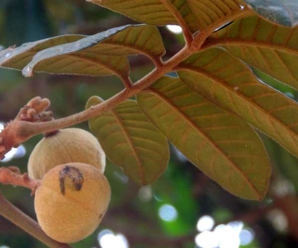 Natal Mahogany, Trichilia emetica, Nairobi, Kenya, photo © by Michael Plagens