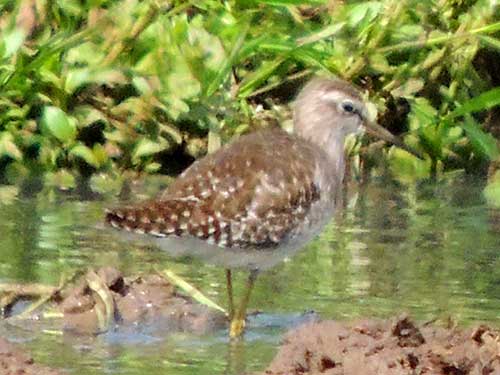 Wood Sandpiper, Tringa glareola, photo © by Michael Plagens