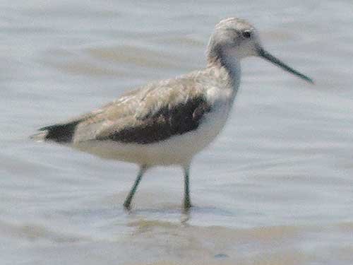 Common Greenshank, Tringa nebularia, photo © by Michael Plagens