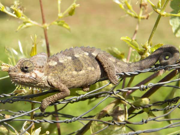 Trioceros chameleon from Nairobi photo © by Michael Plagens