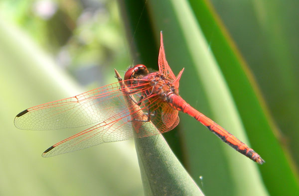 likely a Red-veined Drop-wing, trithemis arteriosa, from City Park, Nairobi, Kenya, Oct. 2, 2010. Photo © by Michael Plagens