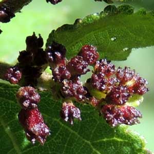 cluster of small flowers of a Triumfetta sp., photo © Michael Plagens