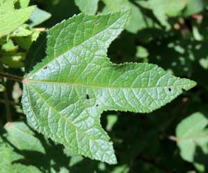 leaf detail of a Triumfetta sp., photo © Michael Plagens