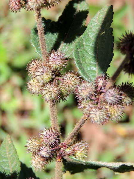 Triumfetta species from South Nandi, photo by Michael Plagens