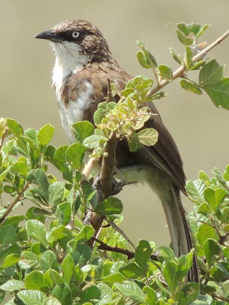 Northern Pied Babbler, photo © by Michael Plagens