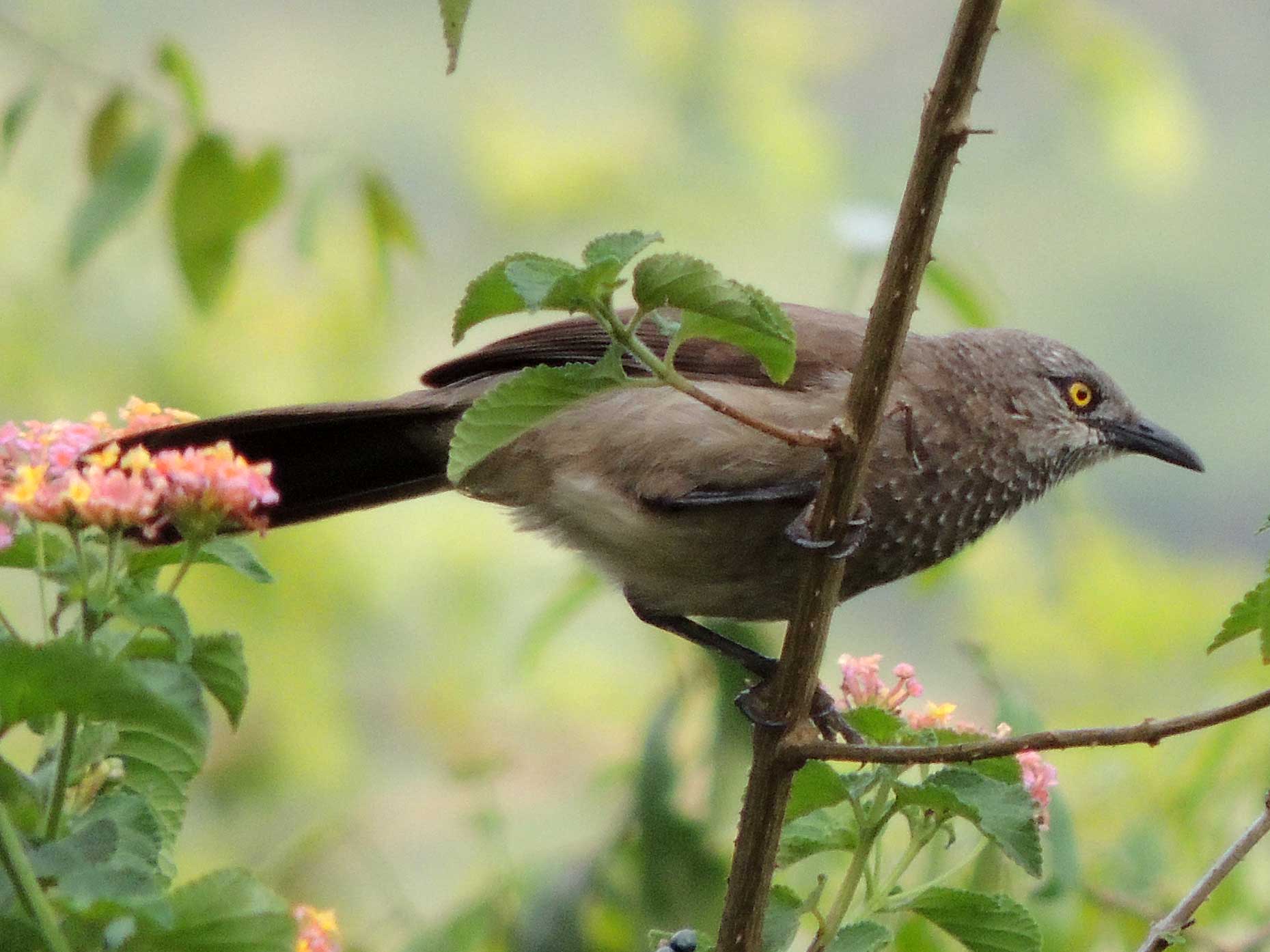 Brown Babbler photo © by Michael Plagens