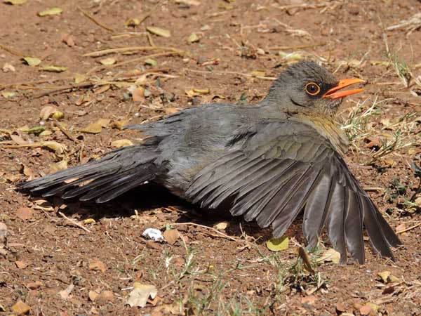 Olive Thrush, Turdus olivaceus, sun bathing behavior, photo © by Michael Plagens