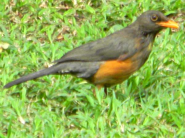 Olive Thrush, Turdus olivaceus, photo © by Michael Plagens