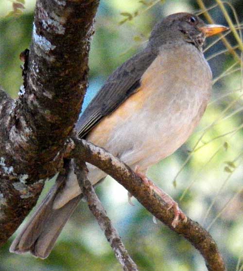 African Thrush, Turdus pelios, photo © by Michael Plagens.