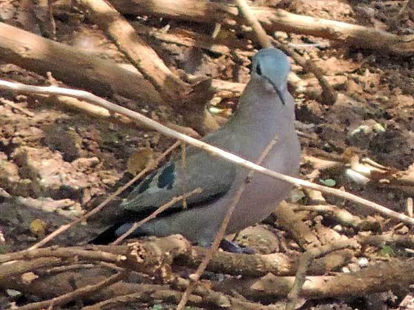 Emerald-spotted Wood Dove, Turtur chalcospilos, photo © by Michael Plagens.