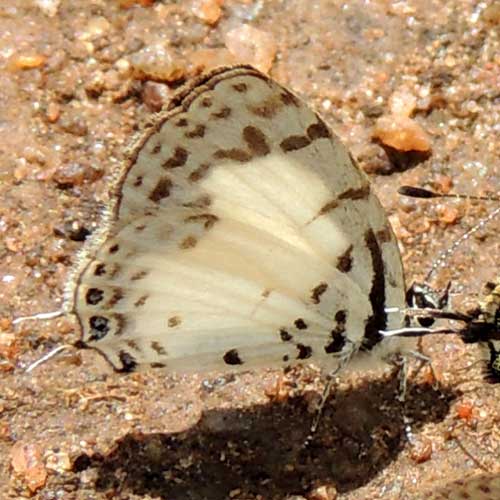 Pied Pierrot, Tuxentius, South Nandi Forest, Kenya. Photo © by Michael Plagens