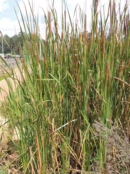 Bulrush, Typha, in Kenya, photo © by Michael Plagens