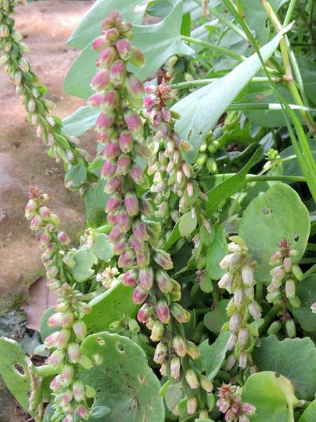 a succulent, Umbilicus botryoides, photo © by Michael Plagens