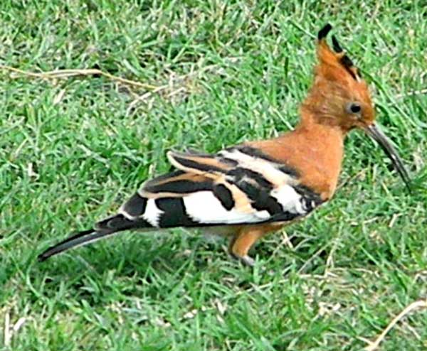 Hoopoe, Upupa epops, photo © by Michael Plagens