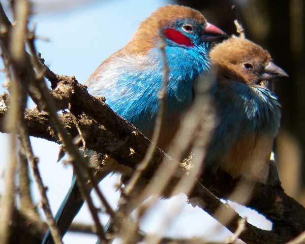 Red-cheeked Cordon-bleu, Uraeginthus bengalus, photo © by Michael Plagens.