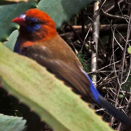 Purple Grenadier, Uraeginthus ianthinogaster, photo © by Michael Plagens.