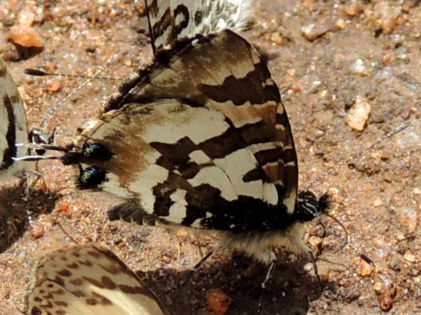 Branded Blue, Uranothauma, South Nandi Forest, Kenya. Photo © by Michael Plagens