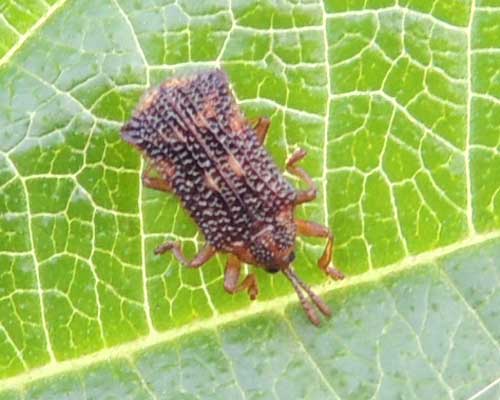 a hispine beetle, Cassidinae, from Kamwenge, Uganda, photo © by Michael Plagens