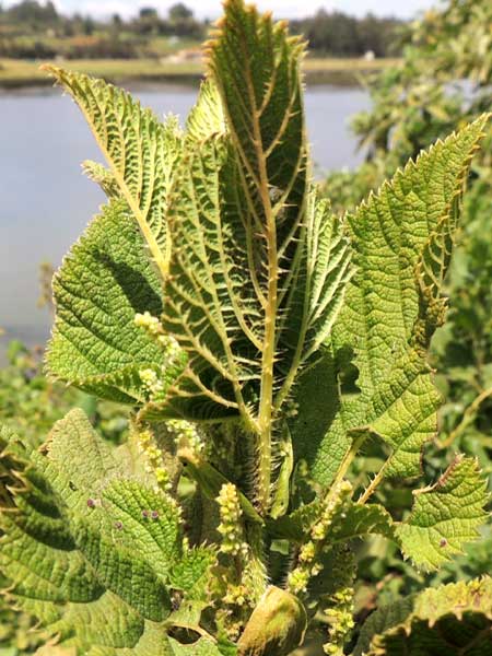 Massai Stinging Nettle, Urtica massaica, in Kenya, photo © by Michael Plagens