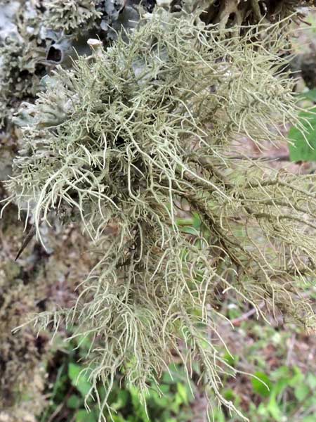 a Old Man's Beard lichen, possibly Usnea, among many lichens on a tree branch, Kenya. Photo © by Michael Plagens