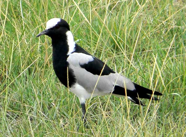 Blacksmith Plover or Lapwing, Vanellus armatus, photo © by Michael Plagens.