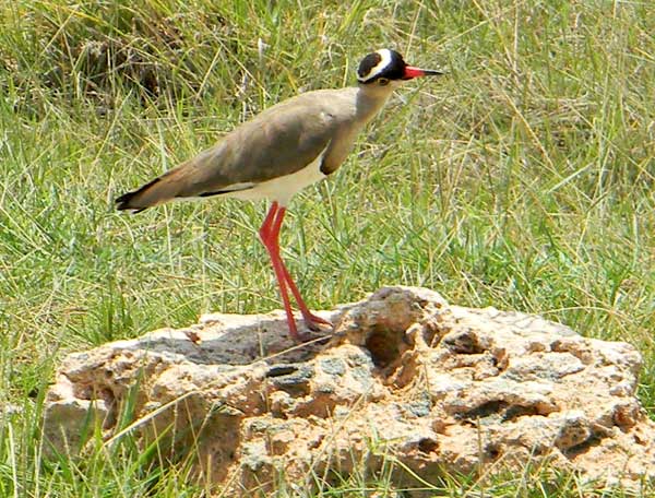 Crowned Plover or Lapwing, Vanellus coronatus, photo © by Michael Plagens.