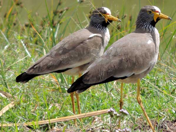 African Wattled Plover or Lapwing, Vanellus senegallus, photo © by Michael Plagens.