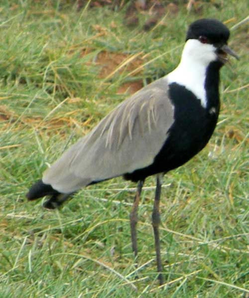 Blacksmith Plover or Lapwing, Vanellus spinosus, photo © by Michael Plagens.