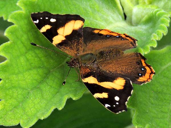 Abyssinian Red Admiral, Vanessa abyssinica, Kenya. Photo © by Michael Plagens