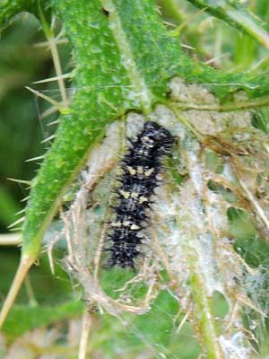 Larva Painted Lady, Vanessa cardui, on Cirsium vulgare from Eldoret, Kenya. Photo © by Michael Plagens