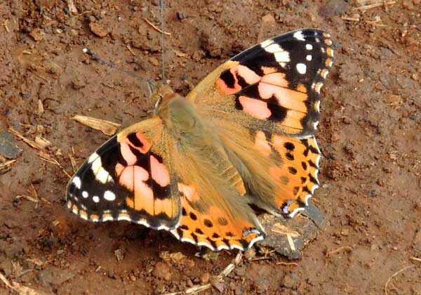 Painted Lady, Vanessa cardui, from Eldoret, Kenya. Photo © by Michael Plagens