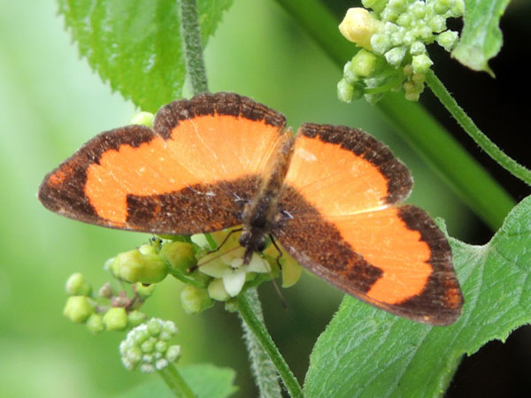 Lady's Maid, Vanessula milca, Kitale, Kenya. Photo © by Michael Plagens