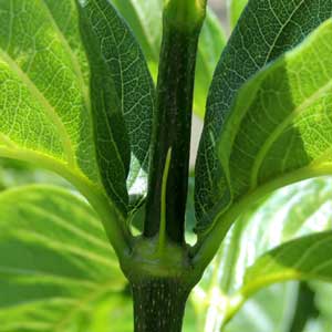 leaves and stipules of Vangueria madagacariensis photo © by Michael Plagens