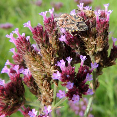 Purple Top, Verbena bonariensis, by Michael Plagens