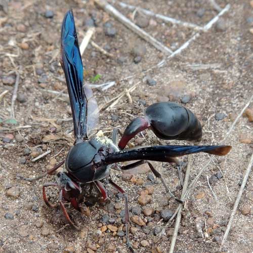 potter-wasp, Delta, Eumenine, from Nyeri, Kenya. Photo © by Michael Plagens