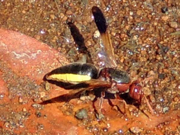 potter wasp, Rhynchium, Vespidae, from Kenya. Photo © by Michael Plagens