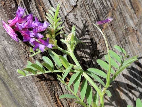 Vetch, Vicia, Kenya, photo © by Michael Plagens