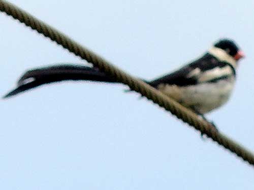 Pin-tailed Whydah, Vidua macroura, photo © by Michael Plagens