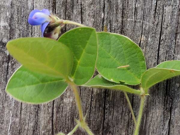 flower of Vigna racemosa from Kenya, photo © by Michael Plagens