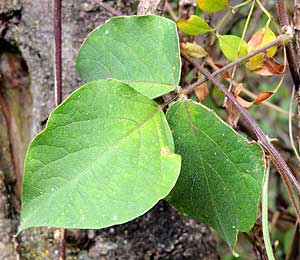 Compound leaf of Wild Cow Pea, Vigna vexillata, Kenya, photo © by Michael Plagens
