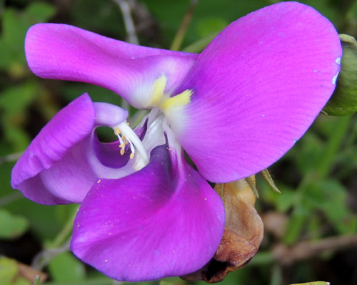 flower of Wild Cow Pea, Vigna vexillata, Kenya, photo © by Michael Plagens