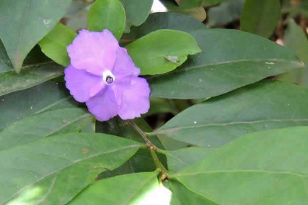 Perwinkle, Vinca major, Nairobi, Kenya, photo © by Michael Plagens