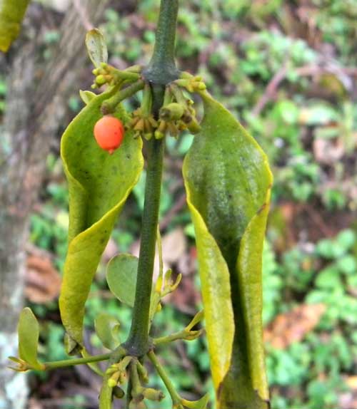 a Santalaceae, possibly Viscum, photo © by Michael Plagens