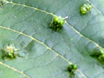 Meru Oak, Vitex keniensis, with leaf galls, Nairobi, Kenya, photo © by Michael Plagens