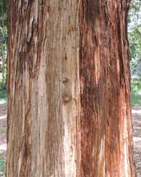 Meru Oak, Vitex keniensis, Nairobi, Kenya, photo © by Michael Plagens